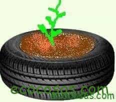 Cultivar patatas en neumáticos 3