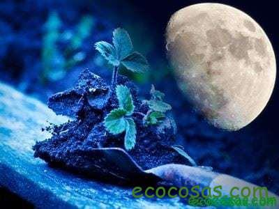 La luna y su efecto en las plantas 1 020ff31447928e08754c4ae3739f