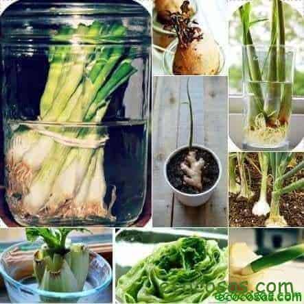 941695_10151484162242336_126377702_n