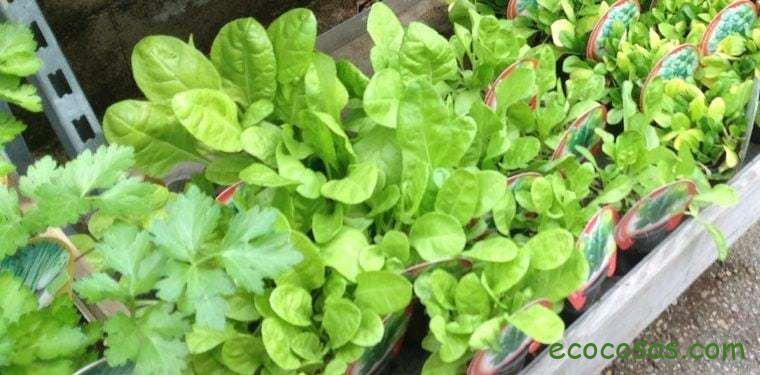 La huerta en casa 1 huertaencasa