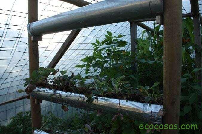 Como cultivar en espacios reducidos y no morir en el intento 1 ecocosas_IMG_4336