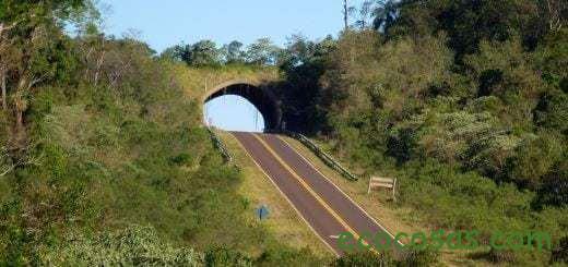 selva-misiones-ruta-520x245