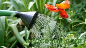 Como mejorar el crecimiento de las Plantas