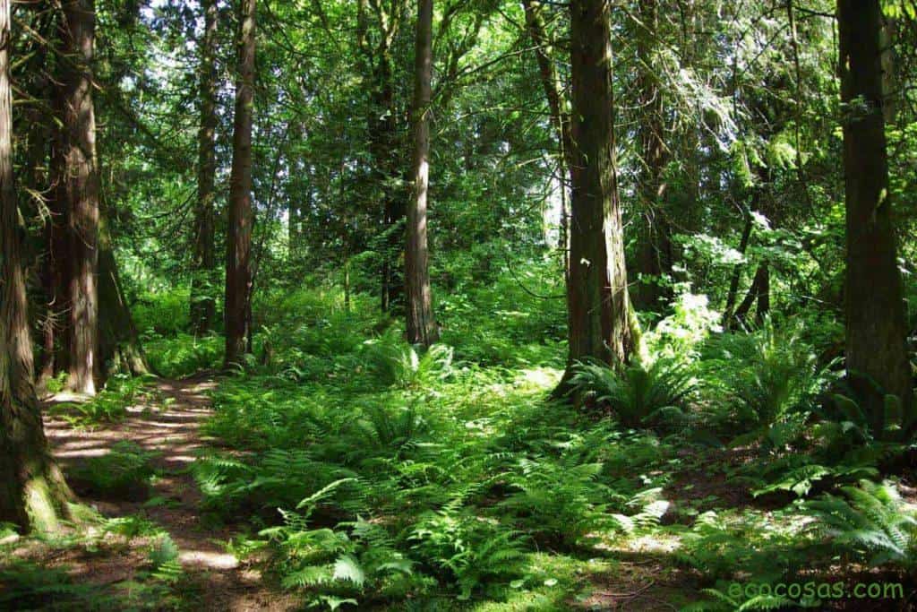 Investigadora Canadiense prueba que los árboles se comunican entre ellos 1 árboles se comunican