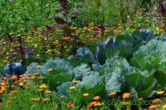 Flores para el huerto