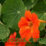 10 flores que no pueden faltar en tu Huerto. 4