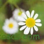 10 flores que no pueden faltar en tu Huerto. 3