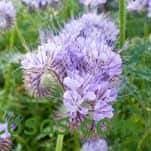 10 flores que no pueden faltar en tu Huerto. 5