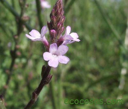 Featured image of post Medicinal Verbena Flor : Medicinally, the verbenas are the ones more commonly used medicinally, though some herbalists also use plants in the genus.