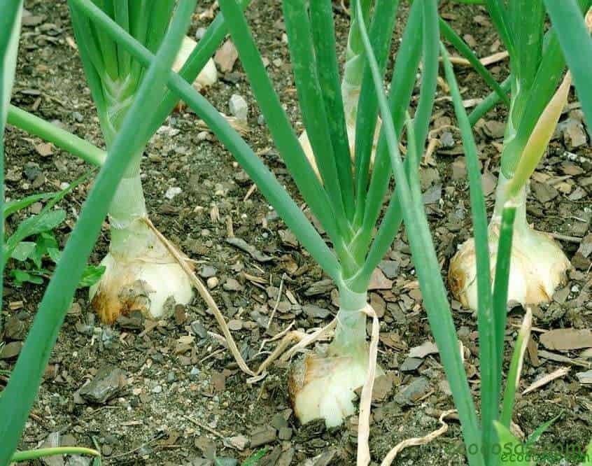 Plantar cebollas: todo sobre la siembra, el cultivo y el almacenaje 1